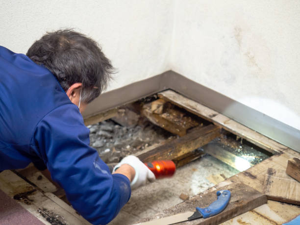 Best Affordable Mold Removal  in Culver, OR