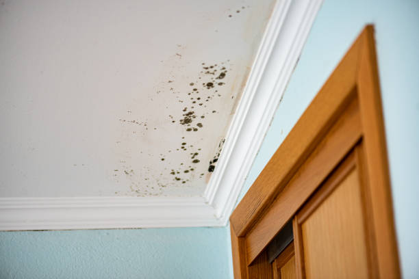 Best Mold Testing  in Culver, OR