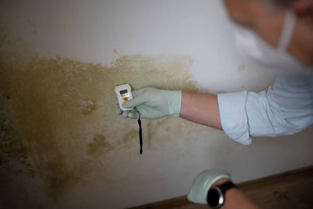 Best Best Mold Removal Companies  in Culver, OR