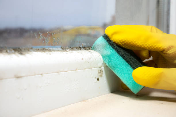 Home Mold Removal in Culver, OR