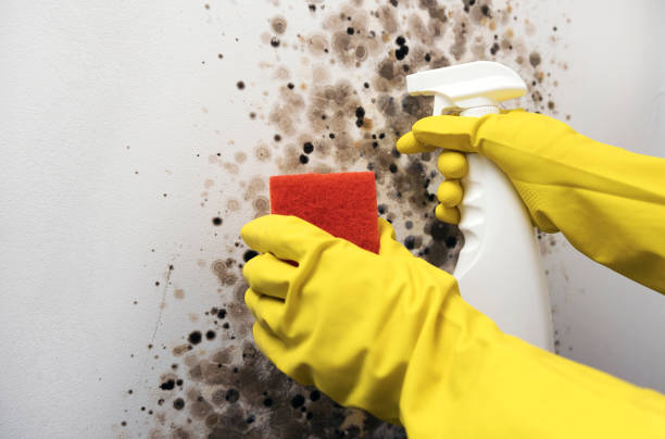 Best Crawl Space Mold Removal  in Culver, OR